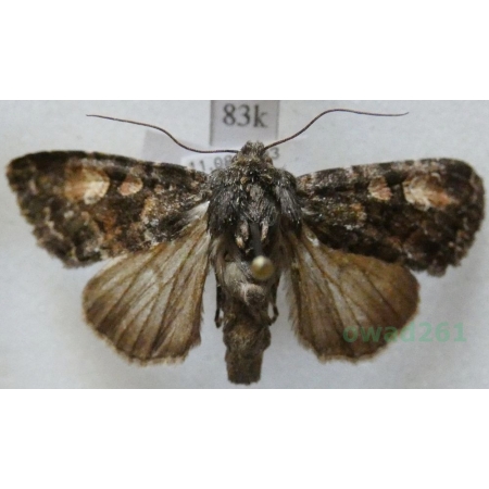 Apamea furva (Denis & Schiffermüller, 1775) Sówka szara Austria83k